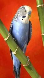 pic for beautiful bird  540X960